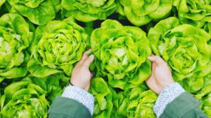 Lettuce: A Leafy Green Marvel