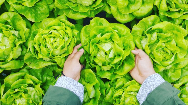 Lettuce: A Leafy Green Marvel