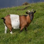 Goat Milk: More than a Dairy Alternative?