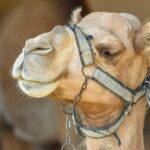 Camel’s Milk: A Hidden Treasure in the Dairy World?