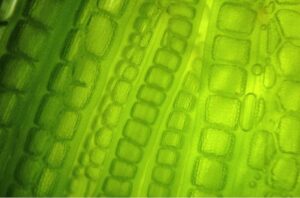 Can Microalgae Unlock a World of Health Benefits?